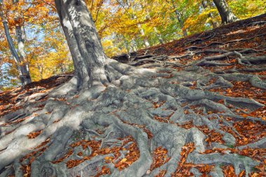 The roots of the tree - beech