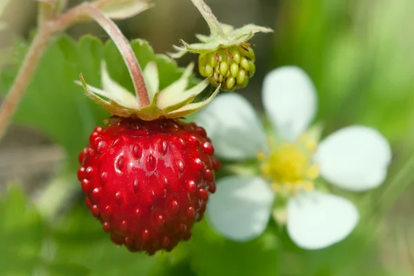 Fechar-se de um morango selvagem com bagas e florzinhas — Fotografia de Stock