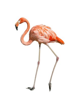 Küba flamingo