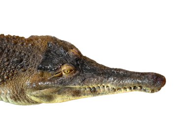 Crocodille