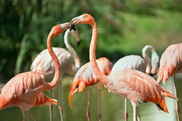 Flamingo cubano — Fotografia de Stock