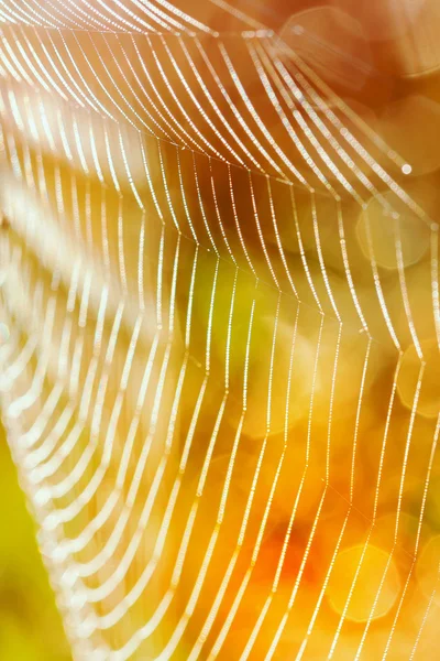 Schönes Detail der Spinnweben — Stockfoto