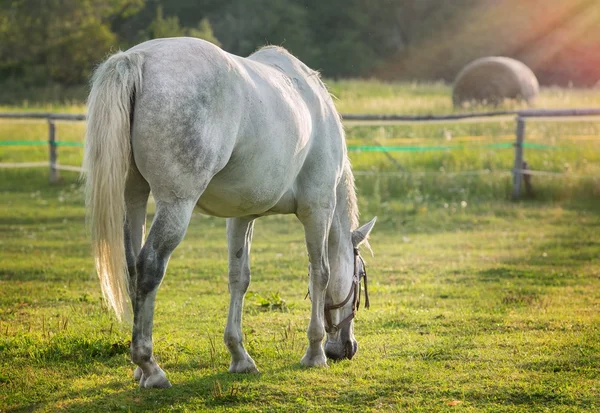 Grazing horse in early morning backlight — Stock Photo, Image