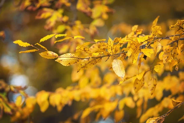 Hojas de otoño como fondo —  Fotos de Stock