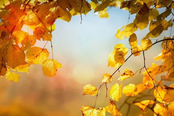 Autumn leaves as background — Stock Photo, Image