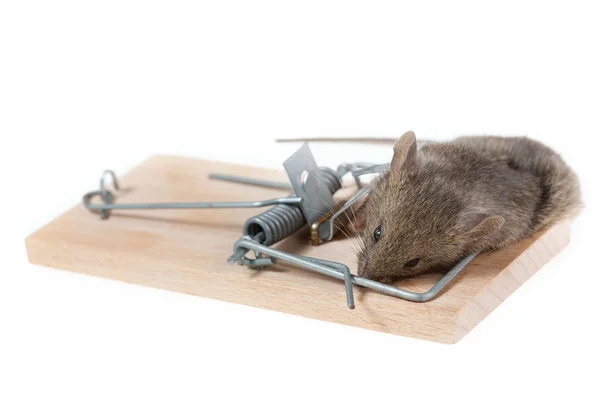 Mus i en musfälla — Stockfoto