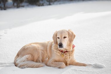 Golden retriever karda