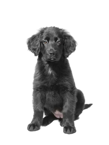 Cute black  puppy — Stock Photo, Image