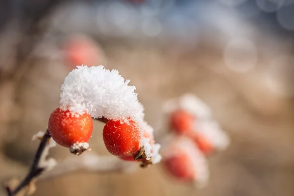 Gefrorene Hagebutten mit Eis bedeckt — Stockfoto