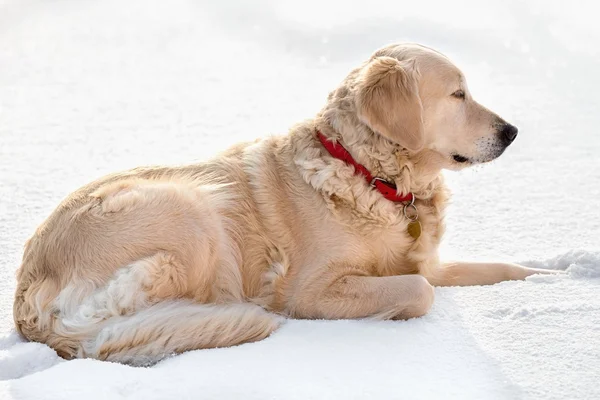 Golden retriever en la nieve — Foto de Stock