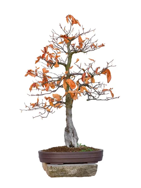 Bonsai árvore faia vermelho - Fagus silvatica Atropurpurea — Fotografia de Stock