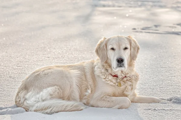 Gouden retriever in sneeuw — Stockfoto