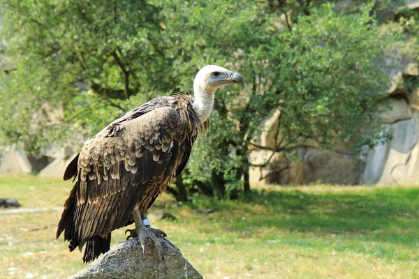 Eurazji griffon — Zdjęcie stockowe