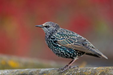 Hafif sonbahar arka planına sahip metal çitlere tüneyen yaygın veya Avrupa sığırcıkları (Sturnus vulgaris).