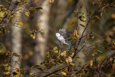 Uzun kuyruklu baştankara dalı (Bayağı uzunkuyruk) üzerinde küçük sevimli kuş