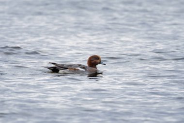 Avrasyalı mareca penelope erkeği sonbaharda baltık deniz suyunda yüzüyor. Vahşi hayattaki sevimli akıllı ördek..