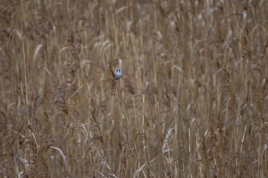 Beraded tit male in natural habitat. Male Bearded Tit perched on reeds.