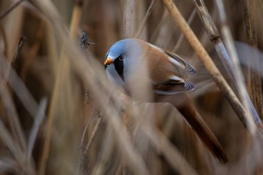 Beraded tit male in natural habitat. Male Bearded Tit perched on reeds.