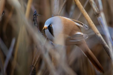 Beraded tit male in natural habitat. Male Bearded Tit perched on reeds.
