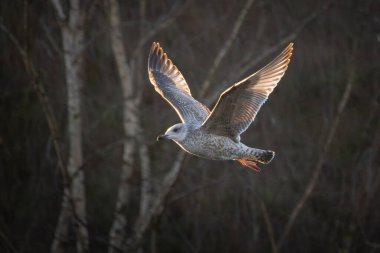 Genç Martı Uçan Sonbahar Altın Saat Işığı