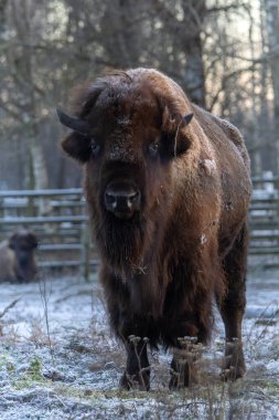 Bizon kış günü ormanda kar altında.
