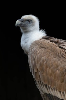 Griffon akbabasının basit portresi, Gyps fulvus