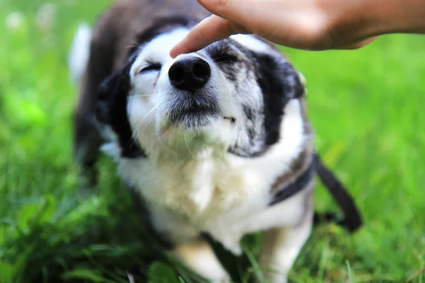 Dog and human hand — Stock Photo, Image