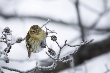 Kuşlar deri yemleme (Carduelis spinus veya Spinus spinus). Avrasyalı Siskin ormanda bir ağaç tacında oturuyor..