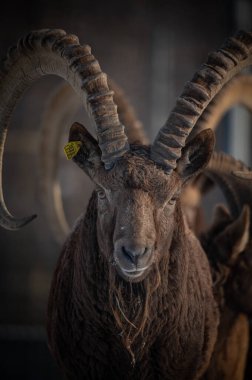 Sibiryalı erkek dağ keçisi Capra sibirica ve etkileyici boynuzları hayvanat bahçesinde