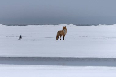 Buzun üzerinde yürüyen renkli tilki (Vulpes vulpes); kışın kızıl tilkiler donmuş gölün yüzeyinde ölü ya da aç hayvanları arar