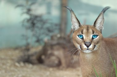 Caracal with blue eyes clipart