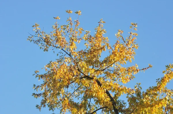 Fall Colors — Stock Photo, Image