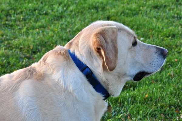 Recupero labrador — Foto Stock