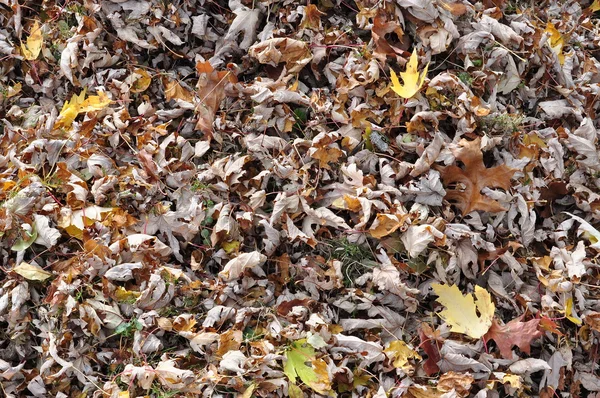 Fallen Leaves Royalty Free Stock Photos