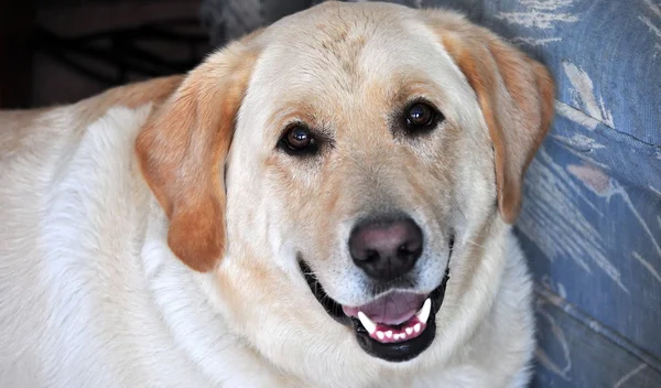 Labrador retriever Images De Stock Libres De Droits