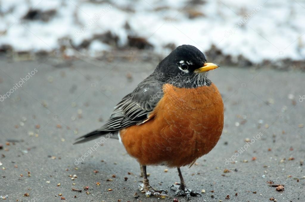 American Robin