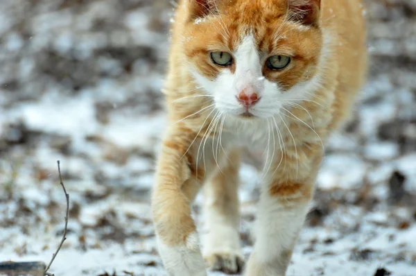 Domestic House Cat — Stock Photo, Image