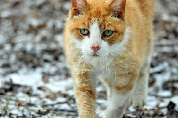 Casa doméstica Cat — Foto de Stock