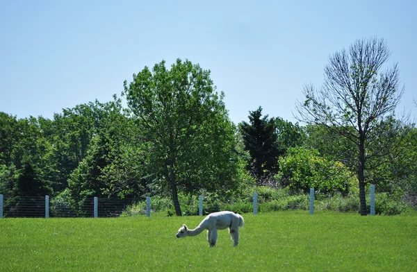 Alpaca bianco — Foto Stock