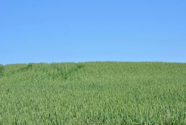 Champ de céréales — Photo