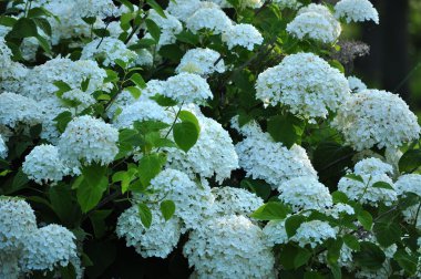 Beyaz ortanca çiçekleri