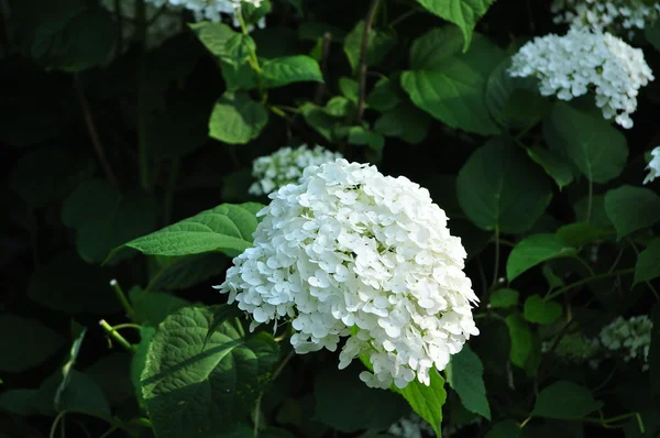 Beyaz ortanca çiçekleri — Stok fotoğraf
