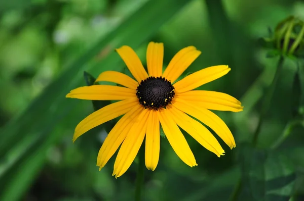 Black Eyed Susan Flower — Stock Photo, Image