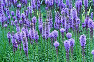 Purple Gayfeather Flowers clipart