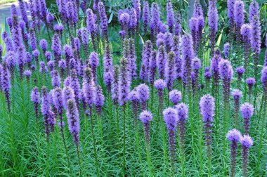 Purple Gayfeather Flowers clipart