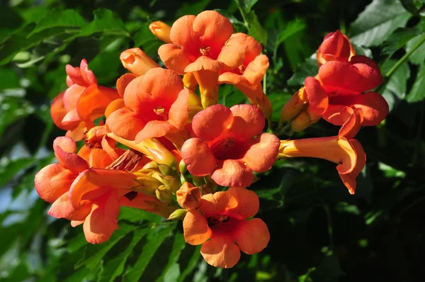 Laranja trompete Vine flores Fotografias De Stock Royalty-Free