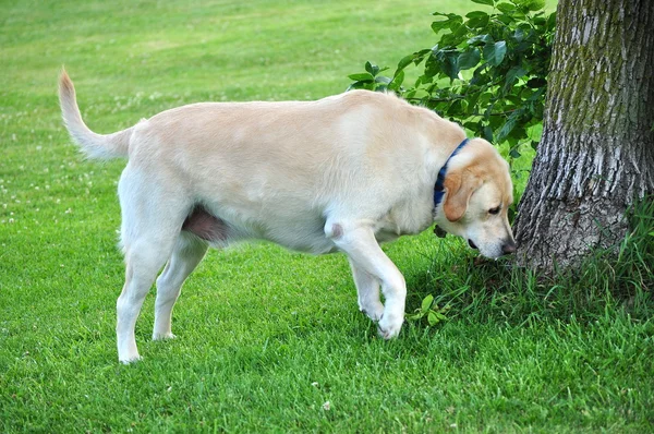 Retriever Sniffs a Tree — Stock Photo, Image