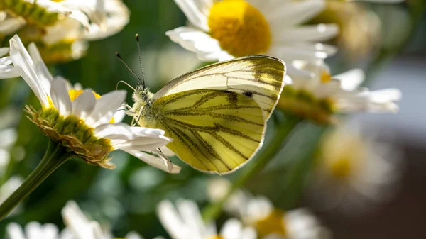 Uma Borboleta Branca Veios Verdes Sentada Uma Flor Sol Verão — Fotografia de Stock