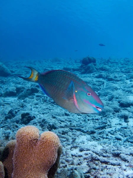 보네르에서 신호등 Parrotfish — 스톡 사진