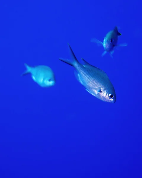 Cromiti blu a Bonaire — Foto Stock